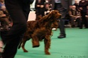 Crufts2011_2 176